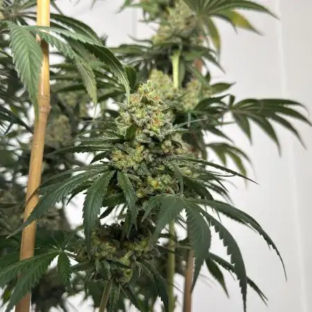 Chocolate Rainbow XXL  fem