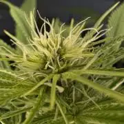 Jack Herer - A Flagship Hybrid