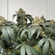 Garlic Gas ⛽️ fem - Sensi Seeds