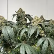 Garlic Gas ⛽️ fem - Sensi Seeds
