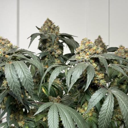 Garlic Gas ⛽️ fem - Sensi Seeds