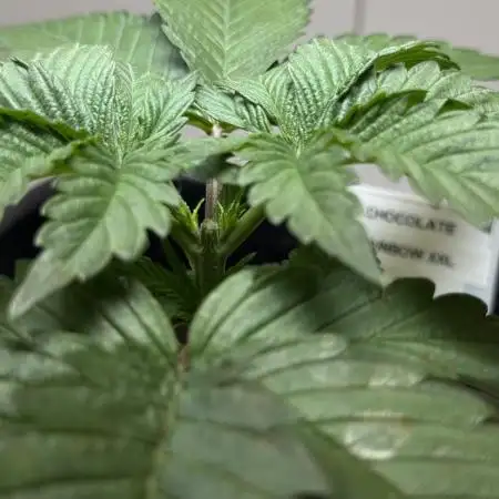 Chocolate Rainbow XXL fem