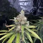 Jack Herer Sensi Seeds 3x (120x60)