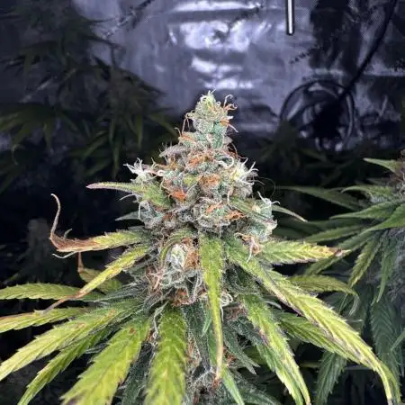 Jack Herer Sensi Seeds 3x (120x60)