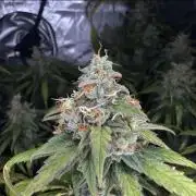 Jack Herer Sensi Seeds 3x (120x60)