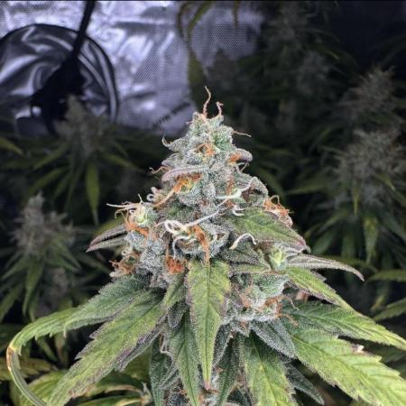 Jack Herer Sensi Seeds 3x (120x60)