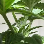 Garlic Gas ⛽️ fem - Sensi Seeds