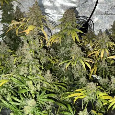 Jack Herer Sensi Seeds 3x (120x60)