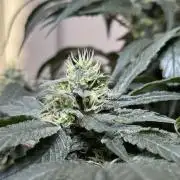 Garlic Gas ⛽️ fem - Sensi Seeds