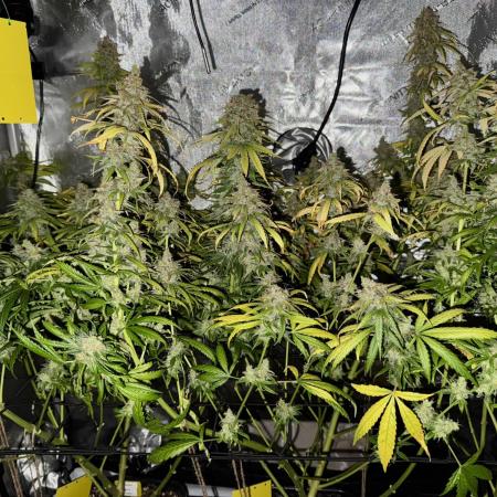 Jack Herer Sensi Seeds 3x (120x60)