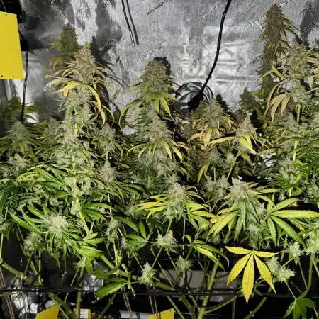 Jack Herer Sensi Seeds 3x (120x60)