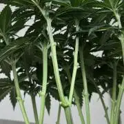 Chocolate Rainbow XXL  fem