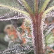 Garlic Gas ⛽️ fem - Sensi Seeds