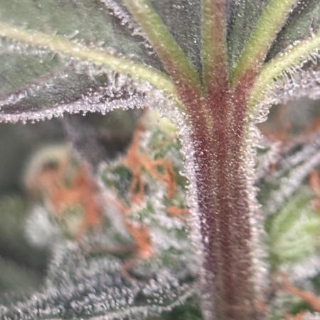 Garlic Gas ⛽️ fem - Sensi Seeds
