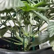 Garlic Gas ⛽️ fem - Sensi Seeds