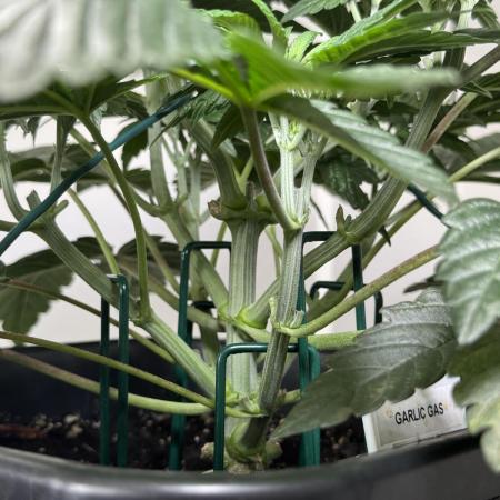 Garlic Gas ⛽️ fem - Sensi Seeds