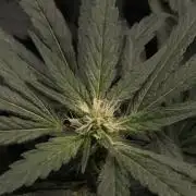 Garlic Gas ⛽️ fem - Sensi Seeds