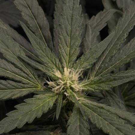 Garlic Gas ⛽️ fem - Sensi Seeds