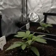 Garlic Gas ⛽️ fem - Sensi Seeds