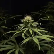 Jack Herer - A Flagship Hybrid