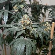 Garlic Gas ⛽️ fem - Sensi Seeds