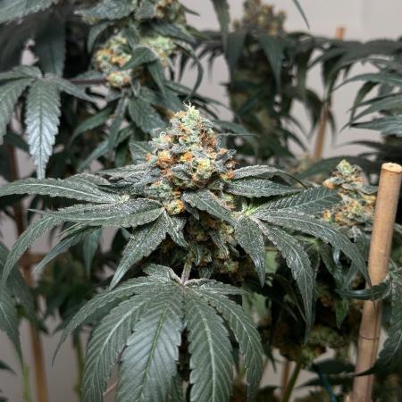 Garlic Gas ⛽️ fem - Sensi Seeds