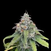 Jack Herer Sensi Seeds 3x (120x60)
