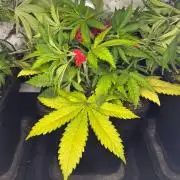 Jack Herer Sensi Seeds 3x (120x60)