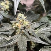 Garlic Gas ⛽️ fem - Sensi Seeds