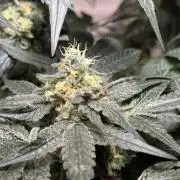 Garlic Gas ⛽️ fem - Sensi Seeds
