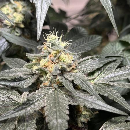 Garlic Gas ⛽️ fem - Sensi Seeds