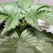 Sensi Chocolate Rainbow XXL 🍫 fem