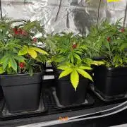 Jack Herer Sensi Seeds 3x (120x60)
