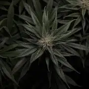 Jack Herer - A Flagship Hybrid