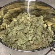 Jack Herer Sensi Seeds 3x (120x60)