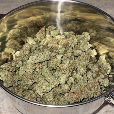 Jack Herer Sensi Seeds 3x (120x60)