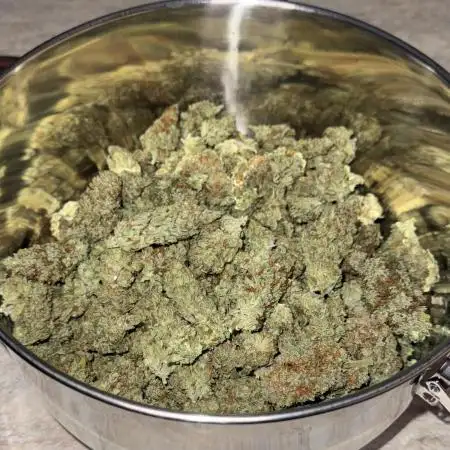 Jack Herer Sensi Seeds 3x (120x60)