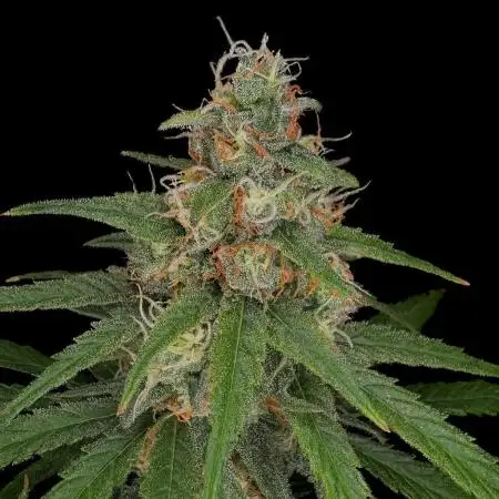 Jack Herer Sensi Seeds 3x (120x60)