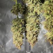Jack Herer - A Flagship Hybrid