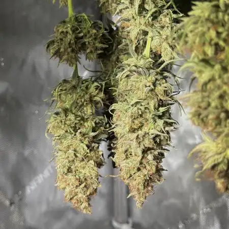 Jack Herer - A Flagship Hybrid