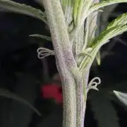 Jack Herer Sensi Seeds 3x (120x60)