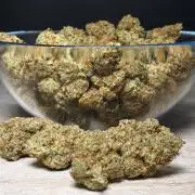 Chocolate Rainbow XXL  fem