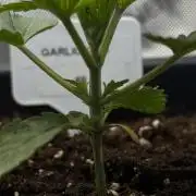 Garlic Gas ⛽️ fem - Sensi Seeds