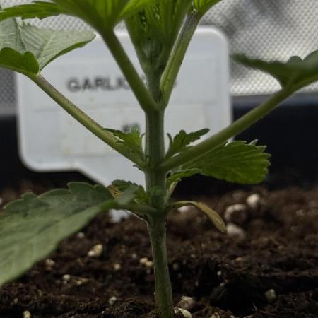 Garlic Gas ⛽️ fem - Sensi Seeds