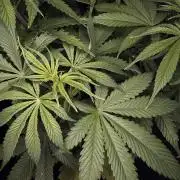 Jack Herer Sensi Seeds 3x (120x60)