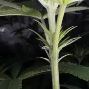 Jack Herer Sensi Seeds 3x (120x60)