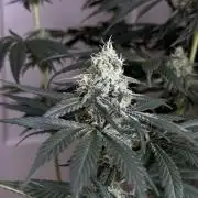 Chocolate Rainbow XXL  fem