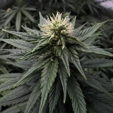 3x Jack Herer Sensi Seeds (120x60)