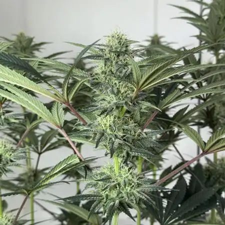 Jack Herer - A Flagship Hybrid