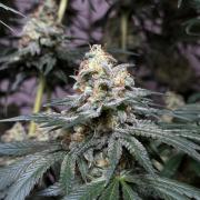 Chocolate Rainbow XXL  fem